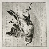 Artist: b'SIDMAN, William' | Title: b'The dead sparrow' | Date: 1890s | Technique: b'etching, printed in black ink with plate-tone, from one copper plate'