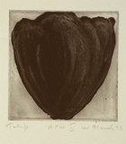 Artist: Placek, Wes. | Title: Tulip | Date: 1993, July | Technique: etching, printed in black ink with plate-tone, from one plate | Copyright: © Wes Placek c/- Wesart, Melbourne