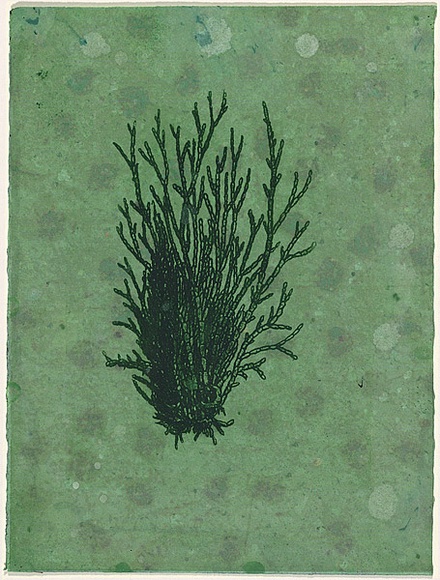 Title: b'Sea floor 24' | Date: 2009 | Technique: b'digital print, printed in colour, from digital file; etching, printed in green ink, from one plate; hand-painted'