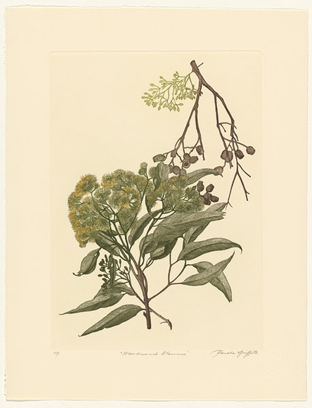 Artist: b'GRIFFITH, Pamela' | Title: b'Bloodwood Blossoms' | Date: 1989 | Technique: b'hardground-etching and aquatint, printed from one copper plate; additional hand-tinting' | Copyright: b'\xc2\xa9 Pamela Griffith'