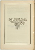 Title: b'not titled [corraea speciosa].' | Date: 1861 | Technique: b'woodengraving, printed in black ink, from one block'