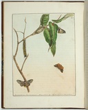 Artist: Lewin, J.W. | Title: Bombyx lewinae | Date: 01 June 1803 | Technique: etching, printed in black ink, from one copper plate; hand-coloured