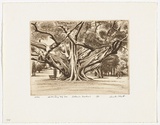 Artist: b'PLATT, Austin' | Title: b'Morton Bay Fig tree Botanic Gardens' | Date: 1981 | Technique: b'etching, printed in black ink, from one plate'