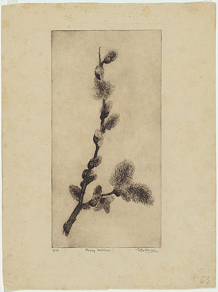 Artist: b'Dwyer, Ella.' | Title: b'Pussy willow.' | Date: c.1933 | Technique: b'etching, printed in brown ink with plate-tone, from one plate'