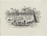 Artist: GILL, S.T. | Title: Approach to Eagle-Hawk Gully from road to Bendigo. | Date: 1852 | Technique: lithograph, printed in black ink, from one stone