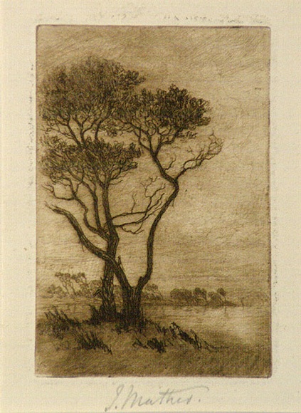 Artist: b'Mather, John.' | Title: b'Ti-tree, Brighton Beach' | Date: 1898 | Technique: b'etching, printed in brown ink with plate-tone, from one plate'