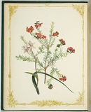 Artist: De Mole, Fanny. | Title: Ericifolia and umbellata. | Date: 1861 | Technique: lithograph, printed in black ink, from one stone; hand-coloured
