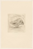 Title: Large shell | Date: 1980 | Technique: drypoint, printed in black ink, from one perspex plate