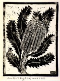 Artist: b'Kingston, Amie.' | Title: b'Birthday card for Jocelyn: Banksia design' | Date: 1989 | Technique: b'linocut, printed in black ink, from one block'