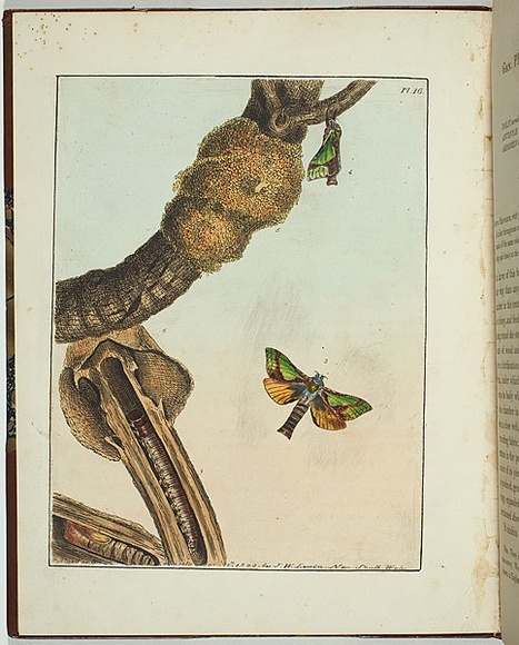 Artist: b'Lewin, J.W.' | Title: b'Hepialus ligniveren' | Date: 20/04/1803 | Technique: b'etching, printed in black ink, from one copper plate; hand-coloured'