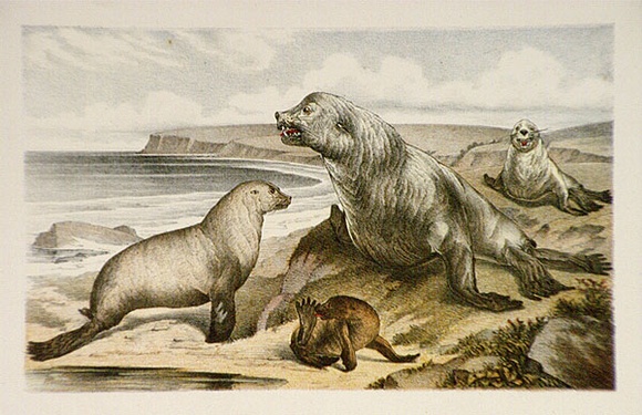 Artist: b'Berkeley Public School.' | Title: b'Enotaria Cinerea - Australian sea-bear or fur seal; Cyclodus gigas - Northern blue-tongue lizard' | Date: 1883 | Technique: b'lithograph, printed in colour, from six stones'