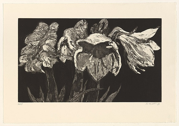 Artist: b'Harding, Nicholas.' | Title: b'not titled [bunch of lilies]' | Date: 2004 | Technique: b'aquatint, sugar-lift and open-bite, printed in black ink, from one plate'