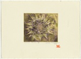 Artist: Thorpe, Lesbia. | Title: Summer Thistle | Date: 1989 | Technique: etching, printed in colour, from two plates