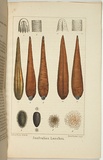 Title: b'Australian leeches.' | Date: 1858 | Technique: b'lithograph, printed in black ink, from one stone; hand-coloured'