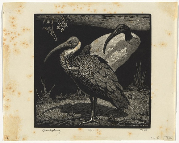 Artist: b'LINDSAY, Lionel' | Title: b'Ibis' | Date: 1932 | Technique: b'wood-engraving, printed in black ink, from one block' | Copyright: b'Courtesy of the National Library of Australia'