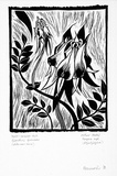 Artist: b'Newmarch, Ann.' | Title: b'Malu Karu (Sturt Desert Pea)' | Date: 1981 | Technique: b'linocut, printed in black ink, from one block'