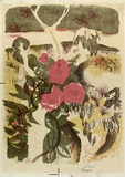 Artist: b'WALL, Edith' | Title: b'Roses up a gum tree' | Date: 1959 | Technique: b'lithograph, printed in colour, from three aliminium plates' | Copyright: b'Courtesy of the artist'