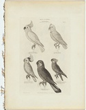 Title: b'Cockatoos.' | Date: 1855-56 | Technique: b'engraving, printed in black ink, from one copper plate'