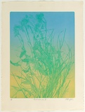 Artist: b'GRIFFITH, Pamela' | Title: b'Australiana III' | Date: 1979 | Technique: b'softground and colour roll printed in colour from one zinc plate' | Copyright: b'\xc2\xa9 Pamela Griffith'