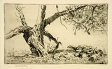 Artist: b'LINDSAY, Lionel' | Title: b'Burden and heat of the day' | Date: 1938 | Technique: b'drypoint, printed in warm black ink with plate-tone, from one plate' | Copyright: b'Courtesy of the National Library of Australia'
