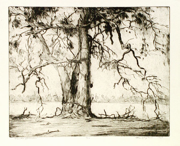 Artist: b'Ragless, Max.' | Title: b'Twisted branches' | Date: 1935 | Technique: b'drypoint, printed in warm black ink with plate-tone, from one plate' | Copyright: b'\xc2\xa9 Max Ragless'