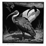Artist: LINDSAY, Lionel | Title: Ibis | Date: 1933 | Technique: wood-engraving, printed in black ink, from one block | Copyright: Courtesy of the National Library of Australia