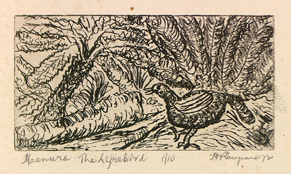 Artist: b'ROSENGRAVE, Harry' | Title: b'Menura the lyrebird' | Date: 1972 | Technique: b'etching, printed in black ink, from one plate'