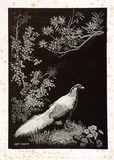 Artist: b'LINDSAY, Lionel' | Title: b'Silver pheasant' | Date: 1936 | Technique: b'wood-engraving, printed in black ink, from one block' | Copyright: b'Courtesy of the National Library of Australia'