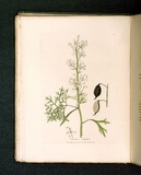 Title: b'Embothrium silaifolium [Cut-leaved embothrium].' | Date: 1793 | Technique: b'engraving, printed in black ink, from one copper plate; hand-coloured'