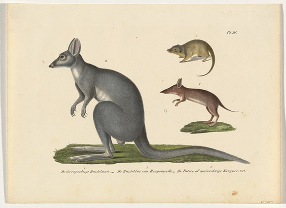 Title: b'De dwergachtige Buidelmuis, De Buidelas van Bougainville, De Potoro of muisachtige Kanguro-rat' | Technique: b'lithograph, printed in black ink, from one stone; hand-coloured'