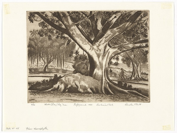 Artist: b'PLATT, Austin' | Title: b'Moreton Bay figtree, Centennial Park' | Date: 1980 | Technique: b'etching, printed in black ink, from one plate'