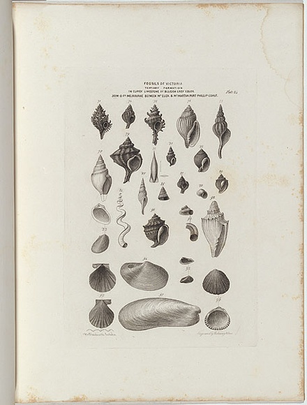 Title: b'Fossils of Victoria.' | Date: 1855-56 | Technique: b'engraving, printed in black ink, from one copper plate'