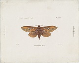 Title: Pielus imperialis, O and P | Date: 1876 | Technique: lithograph, printed in colour, from multiple stones