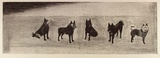 Artist: Crawford, Marian. | Title: Friends of Laika | Date: 1991 | Technique: etching, printed in black ink, from one plate