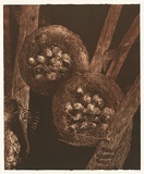 Artist: Mellor, Danie. | Title: Cyathea Cooperi | Date: 2004 | Technique: mezzotint, printed in brown ink, from one plate