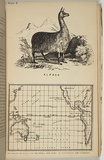 Artist: Ham Brothers. | Title: Alpaca and map showing the route from California and Peru to Australia and Tasmania. | Date: 1850 | Technique: lithograph, printed in black ink, from one stone