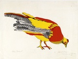 Artist: b'McCabe, John D.' | Title: b'Golden pheasant' | Date: 1970 | Technique: b'screenprint, printed in colour, from multiple stencils'