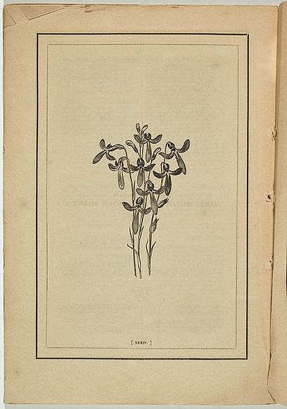 Title: b'not titled [lobelia simplicicauis].' | Date: 1861 | Technique: b'woodengraving, printed in black ink, from one block'