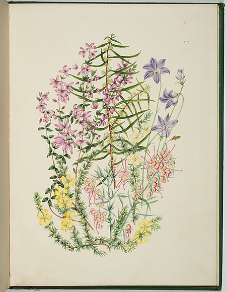 Artist: b'Charsley, Fanny Anne.' | Title: b'Tetratheca ciliata, hibbertia fasciculata, grevillea latrobel, hakea ulicina and wahlenbergia gracilis.' | Date: 1867 | Technique: b'lithograph, printed in black ink, from one stone; handcoloured'