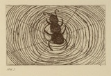 Artist: Jones, April. | Title: Barndi (spider) | Date: 1994, October - November | Technique: etching, printed in black ink, from one plate