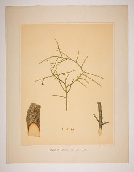 Artist: b'Fiveash, Rosa' | Title: b'Exorcarpus aphylla.' | Date: 1882 | Technique: b'lithograph, printed in colour, from multiple stones [or plates]'