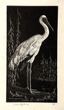 Artist: LINDSAY, Lionel | Title: The white stork | Date: 1925 | Technique: wood-engraving, printed in black ink, from one block | Copyright: Courtesy of the National Library of Australia