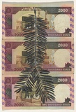 Artist: HALL, Fiona | Title: Taxus baccata - Yew (Iranian currency) | Date: 2000 - 2002 | Technique: gouache | Copyright: © Fiona Hall