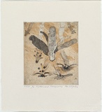 Artist: Wolseley, John. | Title: Dipterocarp descending | Date: 1998, September | Technique: etching printed in colour, from two plates | Copyright: © John Wolseley. Licensed by VISCOPY, Australia