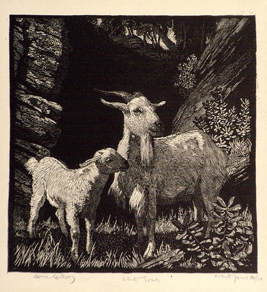Artist: b'LINDSAY, Lionel' | Title: b'White goats' | Date: 1925 | Technique: b'wood-engraving, printed in black ink, from one block' | Copyright: b'Courtesy of the National Library of Australia'