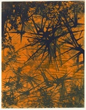 Artist: b'Thorpe, Lesbia.' | Title: b'Thorn bush' | Date: 1960 | Technique: b'linocut, printed in colour, from three blocks'