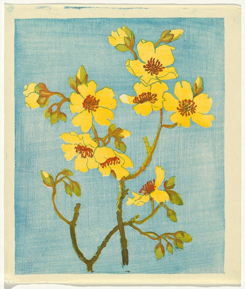 Artist: b'Allport, C.L.' | Title: b'Kapok flower.' | Date: c.1932 | Technique: b'linocut, printed in colour, from multiple blocks'