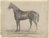 Artist: b'Winstanley, Edward W.' | Title: b'Whalebone. The winner of the St Leger Stakes at Homebush, May 1847.' | Date: 1847 | Technique: b'lithograph, printed in black ink, from one stone'