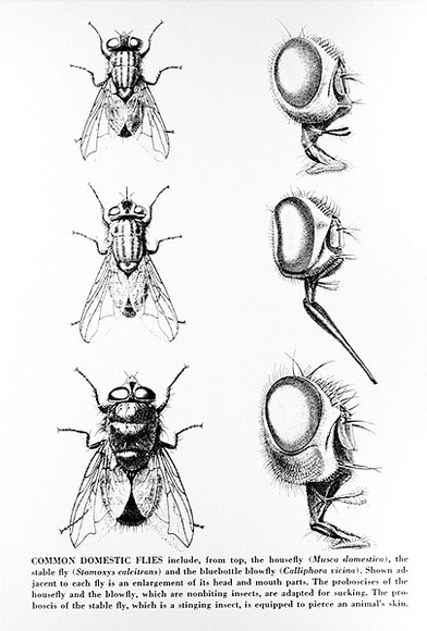 Artist: b'Gibbs, Denyse.' | Title: b'Common domestic flies 2 (black)' | Date: 1973 | Copyright: b'This work appears on screen courtesy of the artist and copyright holder'