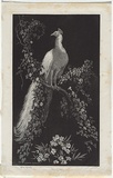 Artist: LINDSAY, Lionel | Title: The pipe of baccy | Date: 1924 | Technique: etching, printed in black ink, from one plate | Copyright: Courtesy of the National Library of Australia